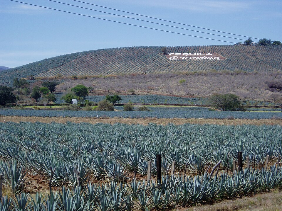 Paisaje agavero y antiguas instalaciones industriales de Tequila