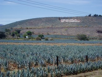 Paisaje agavero y antiguas instalaciones industriales de Tequila