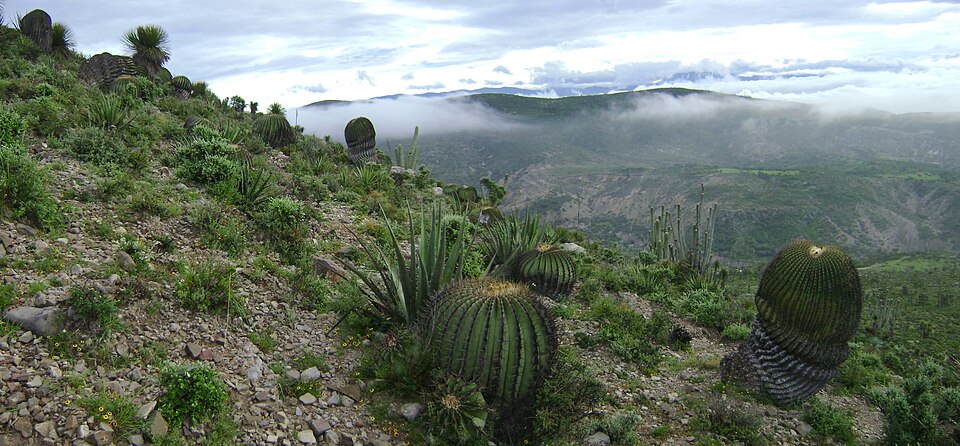 Reserva de la Biosfera Tehuacán-Cuicatlán